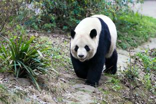 手热！沃特福德10中7贡献19分7板 三分4中2